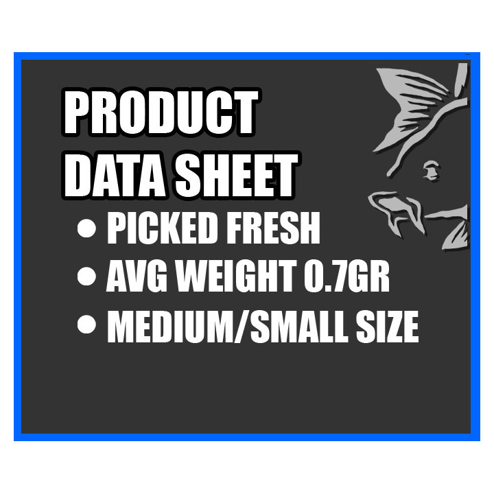 KNOCKERS WORMS - DENDROBEANA (PET PACKS)