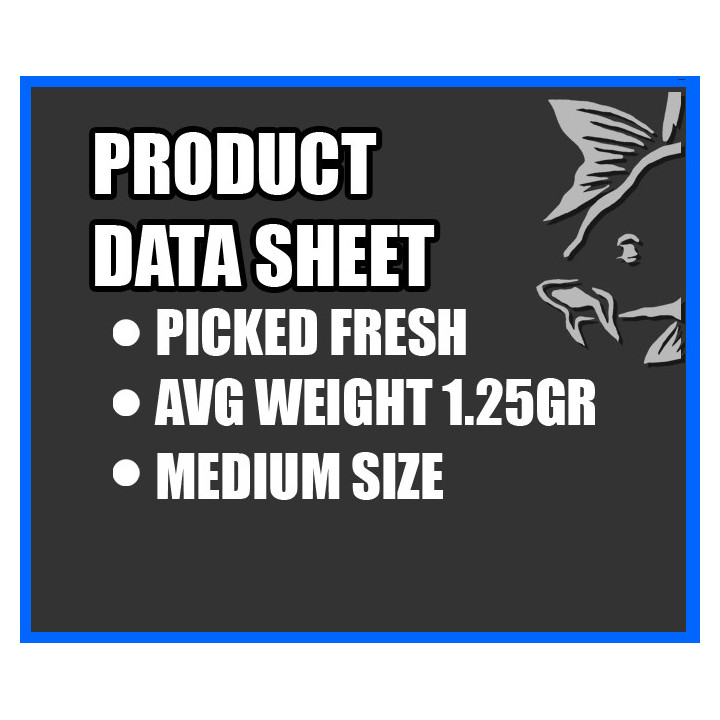 KNOCKERS WORMS - DENDROBEANA (FISHING PACKS)