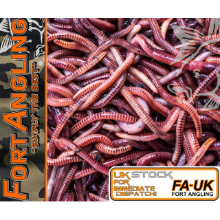 KNOCKERS WORMS - TIGER/RED WORMS