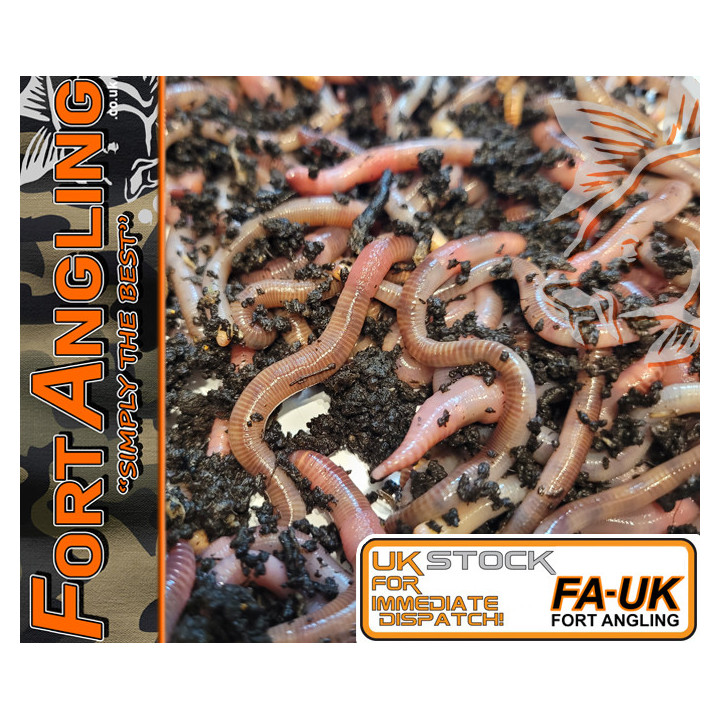 KNOCKERS WORMS - DENDROBEANA (PET PACKS)